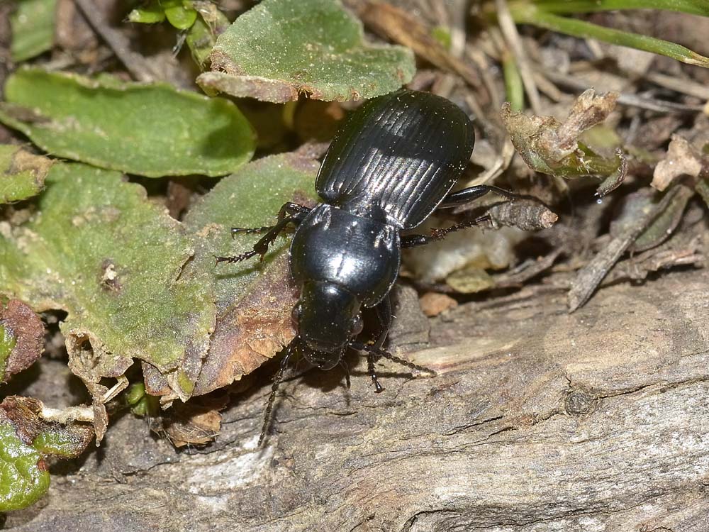 Pterostichus multipunctatus? - Pterostichus yvanii